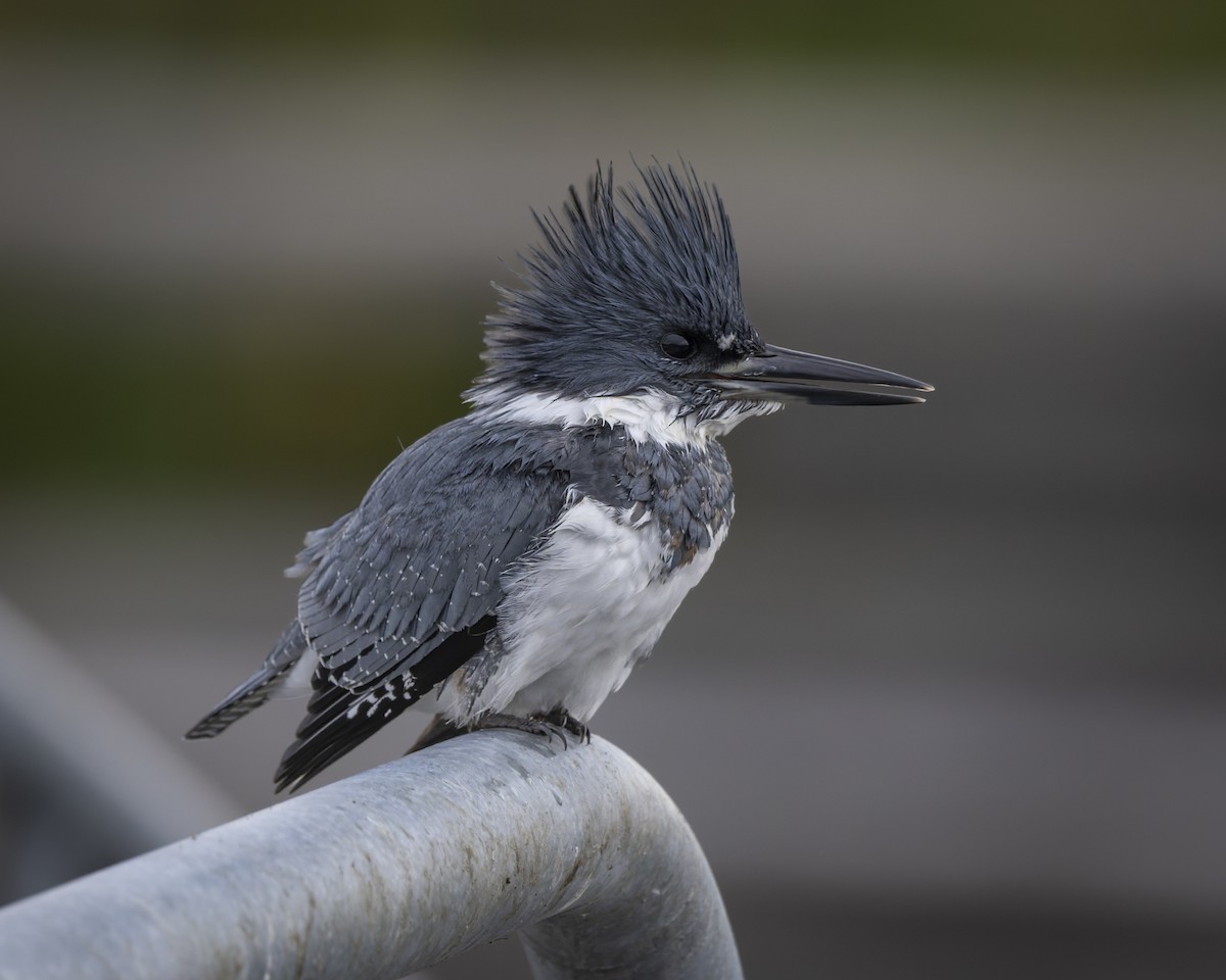 Belted Kingfisher - ML644019458