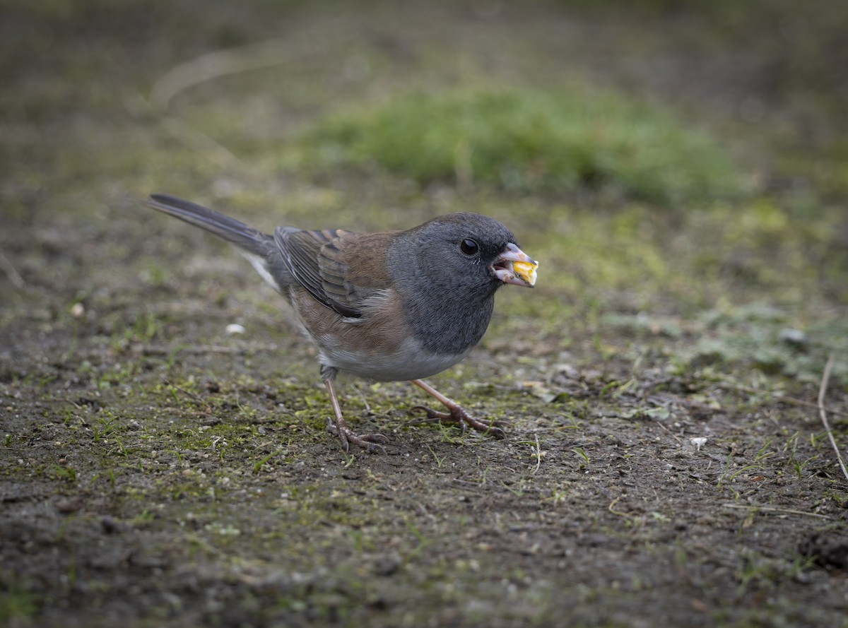 Dark-eyed Junco - ML644019466