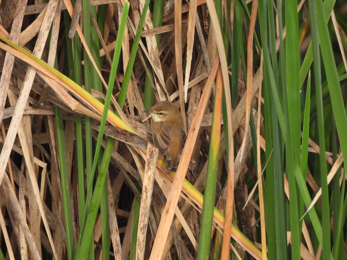 Paddyfield Warbler - ML644019471