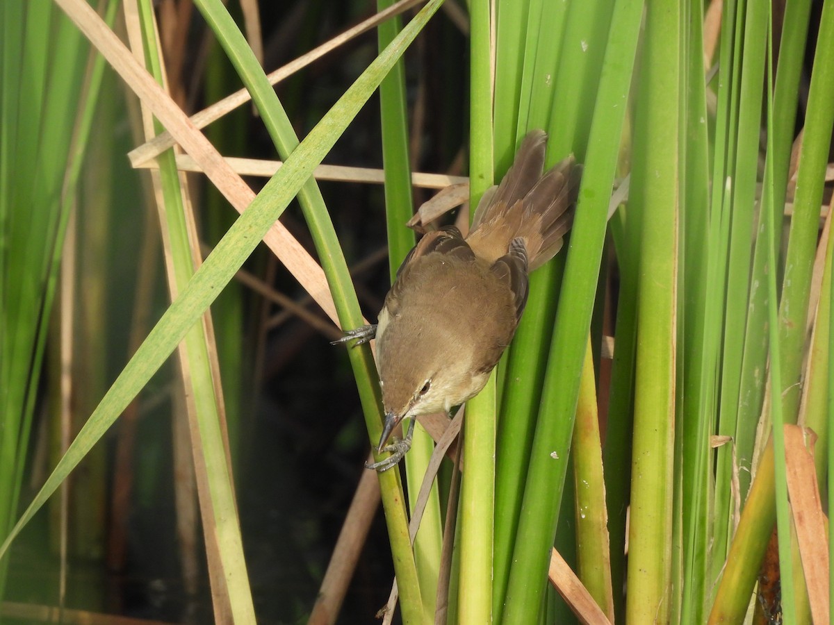 Paddyfield Warbler - ML644019472