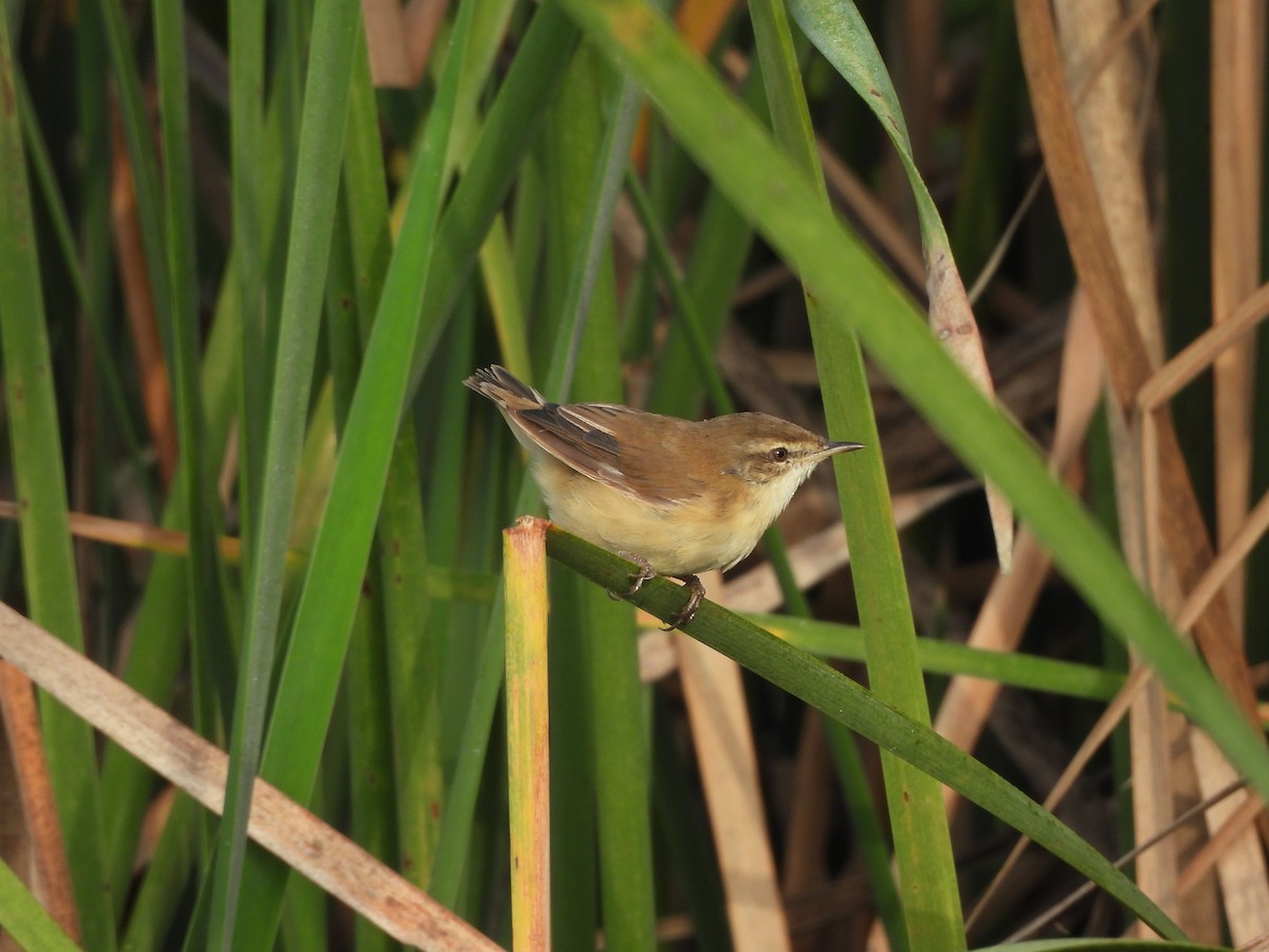 Paddyfield Warbler - ML644019473