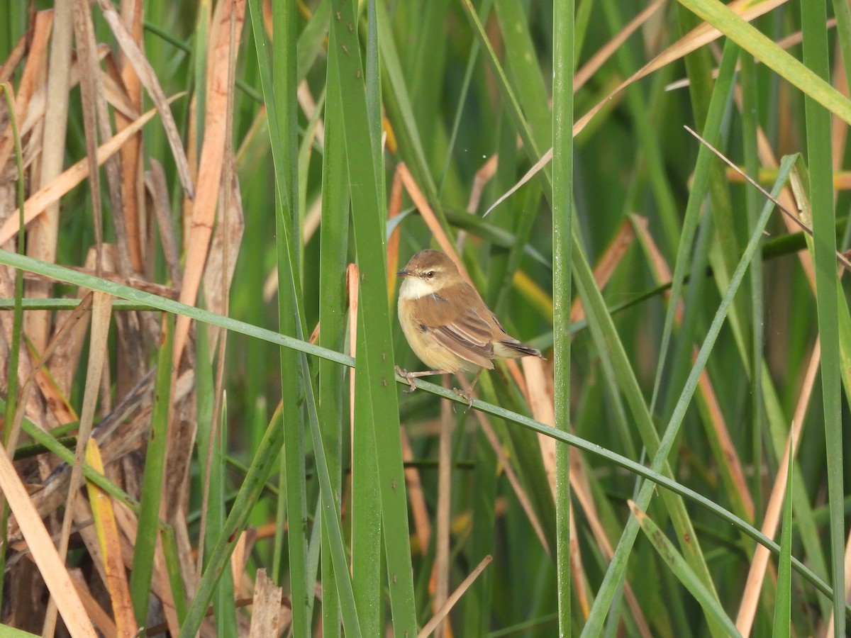 Paddyfield Warbler - ML644019474