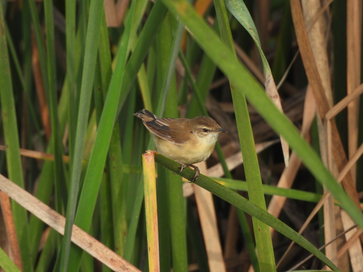 Paddyfield Warbler - ML644019475
