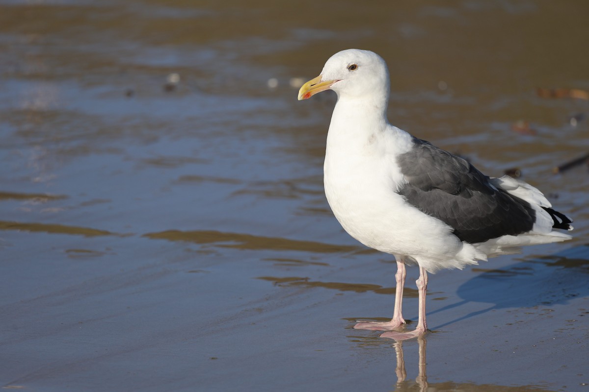 Western Gull - ML644019485