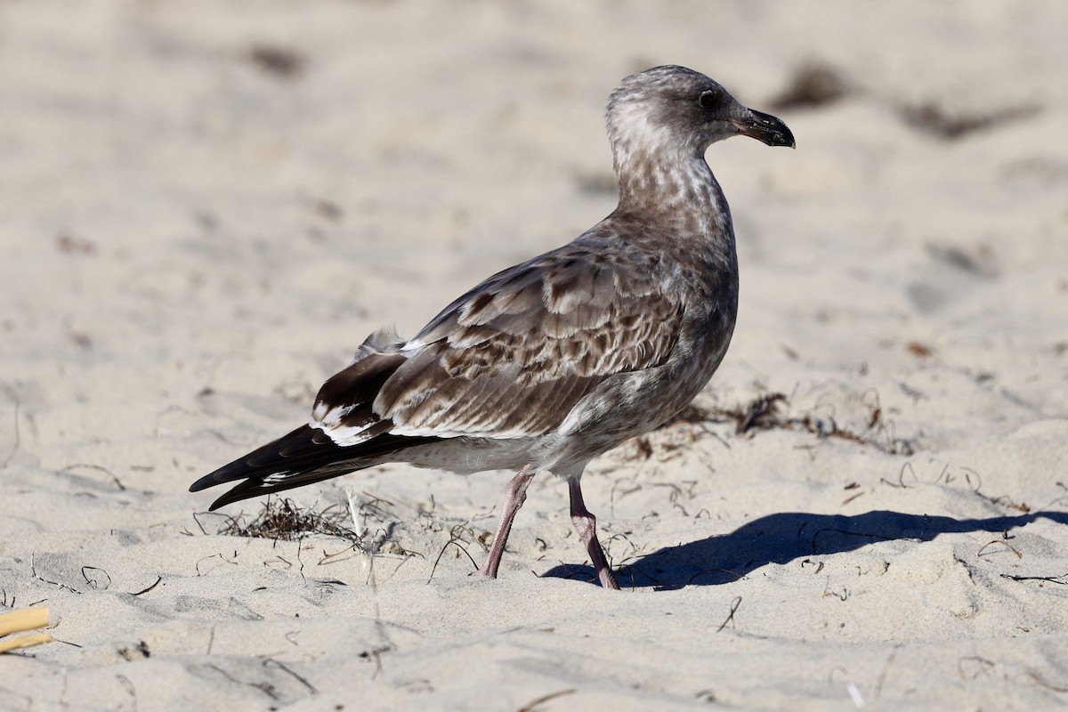 Western Gull - ML644019486