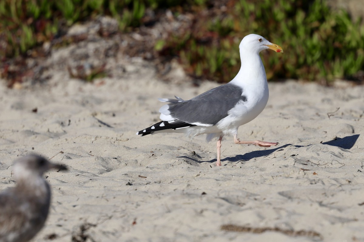 Western Gull - ML644019487