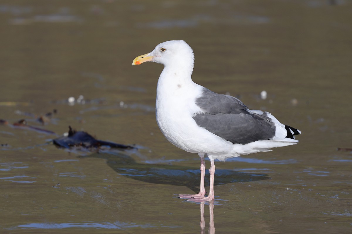 Western Gull - ML644019488
