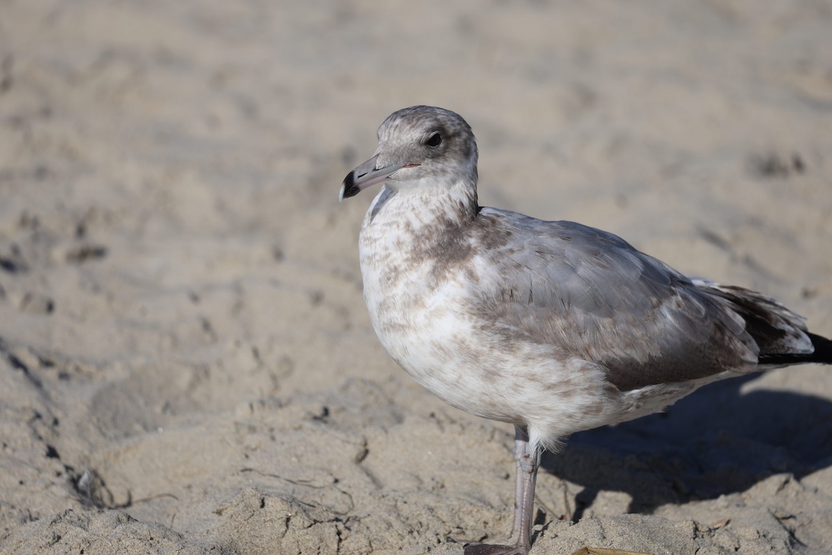 Western Gull - ML644019489