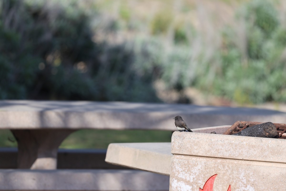 Black Phoebe - ML644019498