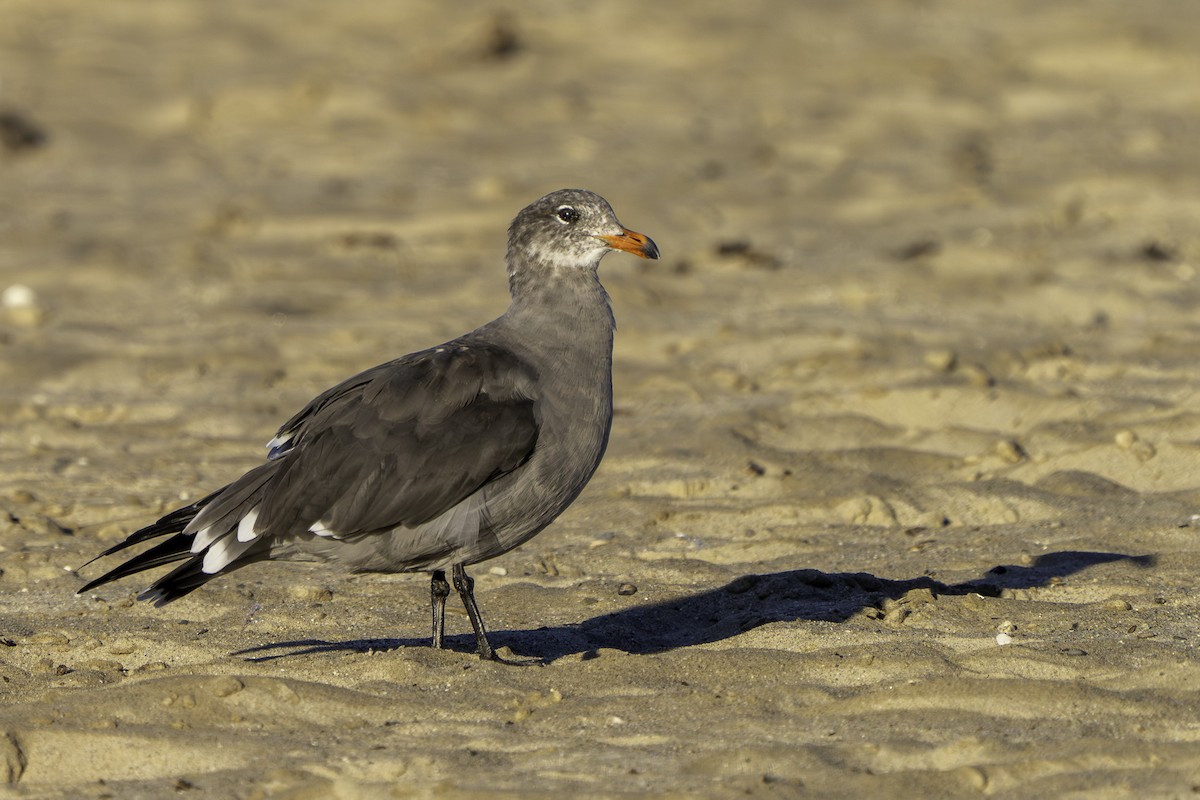 Heermann's Gull - ML644019537
