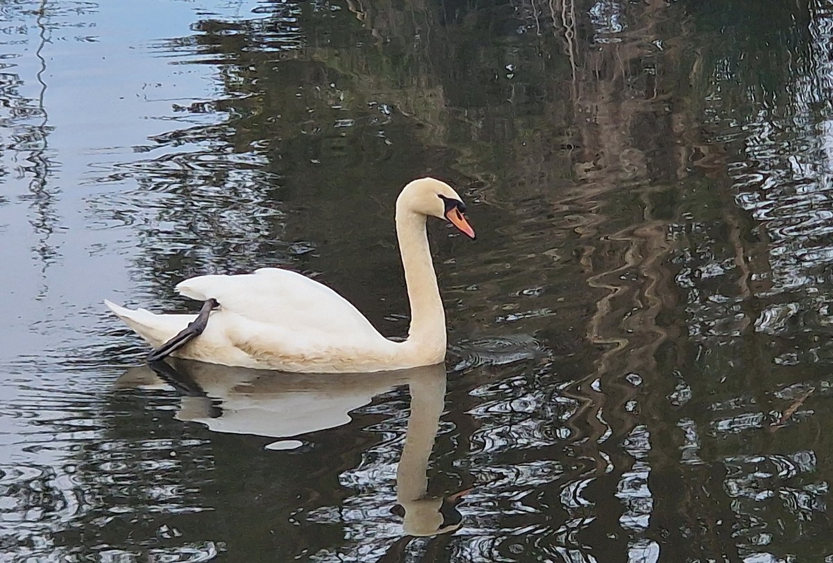 Mute Swan - ML644019543