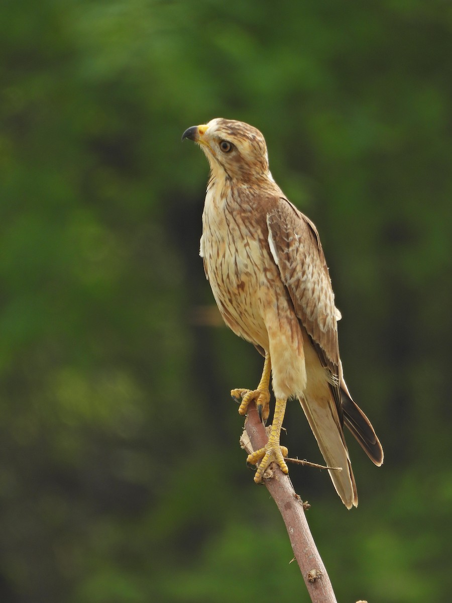 White-eyed Buzzard - ML644019545