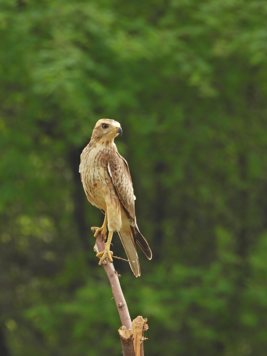 White-eyed Buzzard - ML644019546