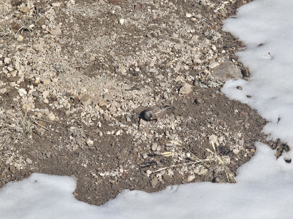 Gray-crowned Rosy-Finch - ML644019548