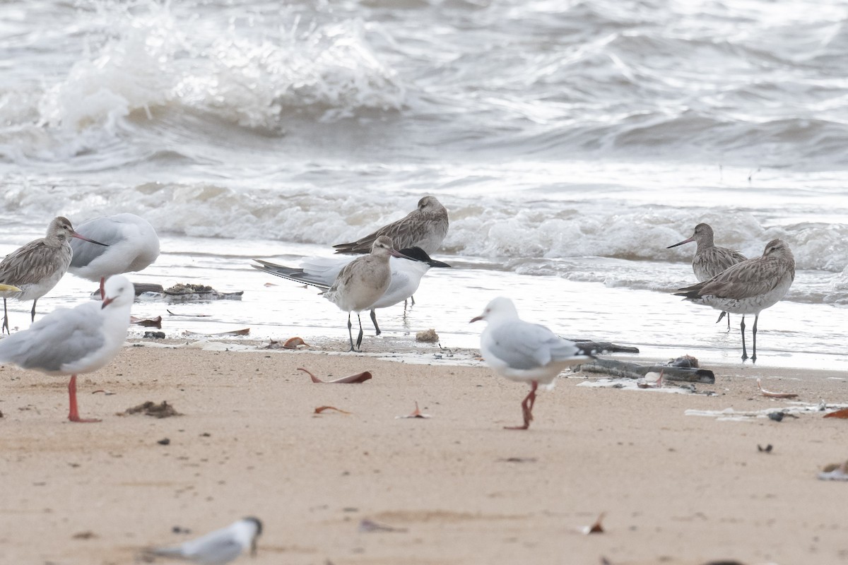 Australian Tern - ML644019565