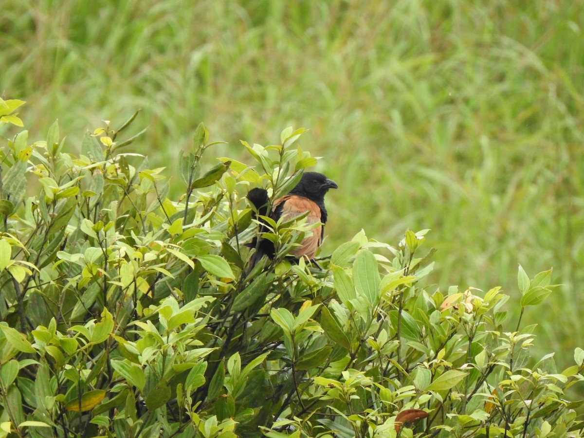 Lesser Coucal - ML644019566