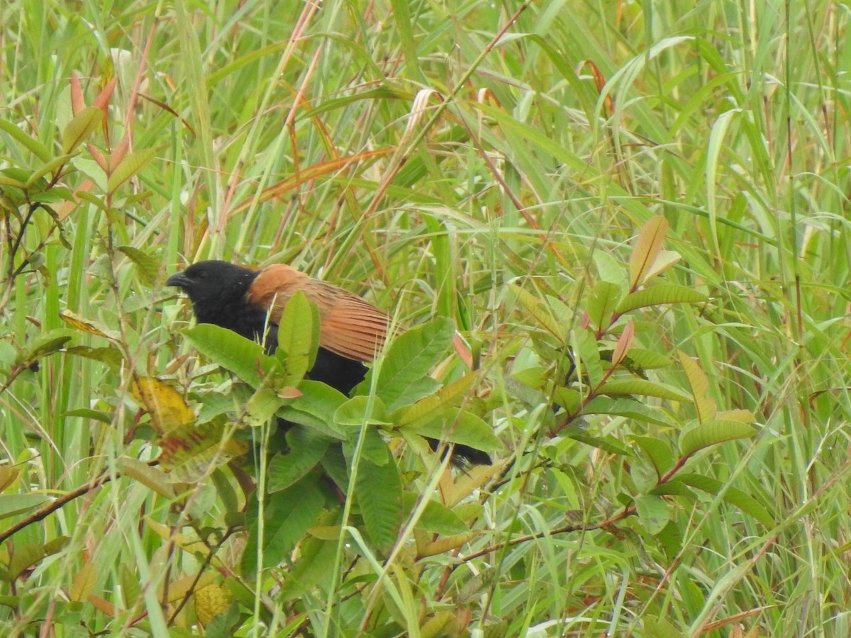 Lesser Coucal - ML644019567