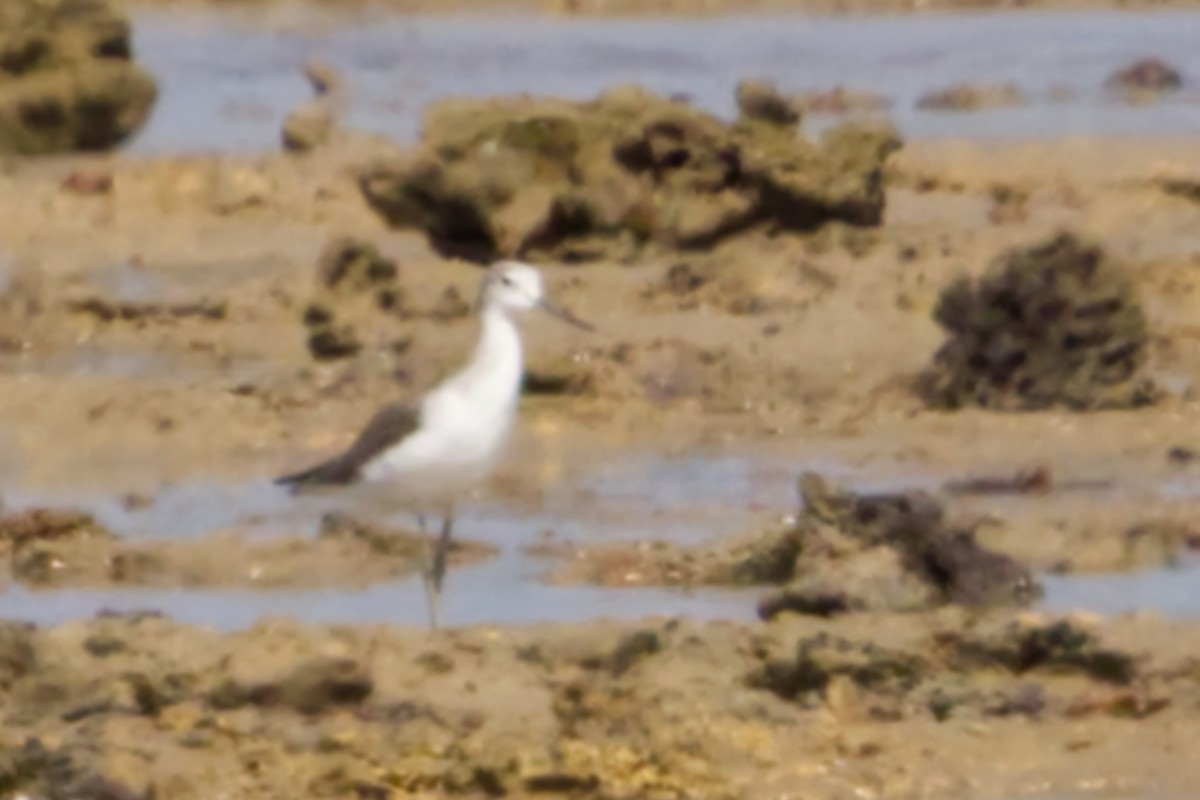 Common Greenshank - ML644019577