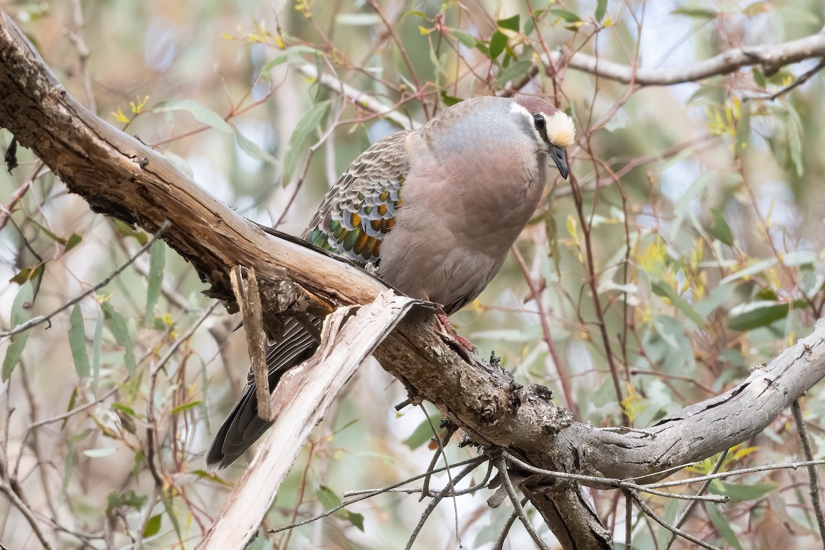 Common Bronzewing - ML644019580