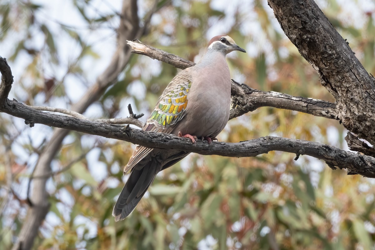 Common Bronzewing - ML644019581