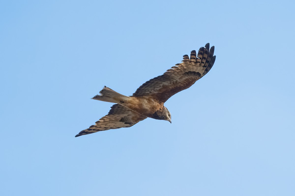 Square-tailed Kite - ML644019585