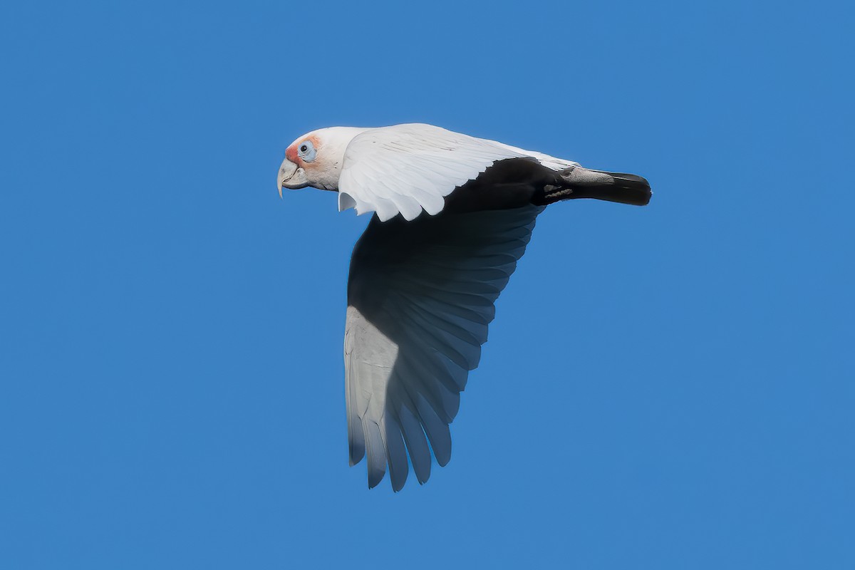 Long-billed Corella - ML644019590