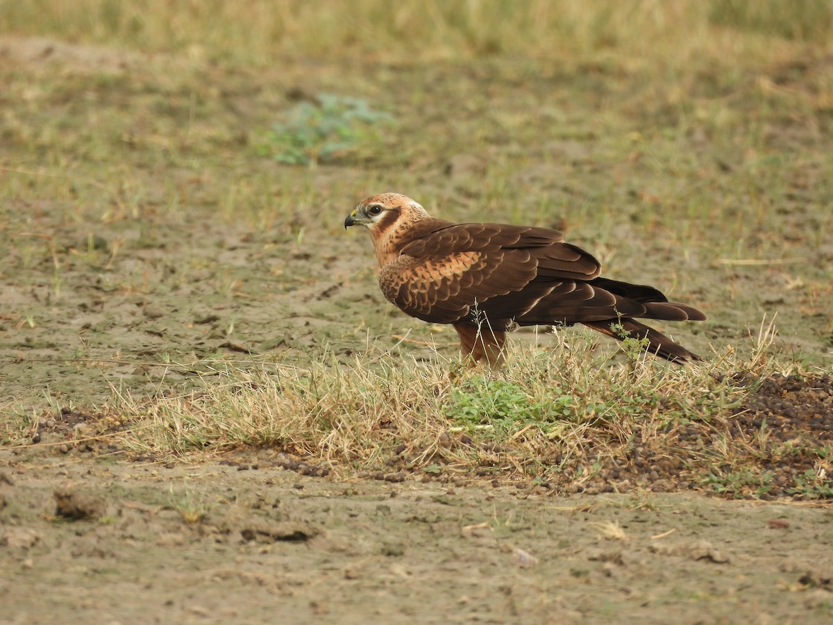 Montagu's Harrier - ML644019591