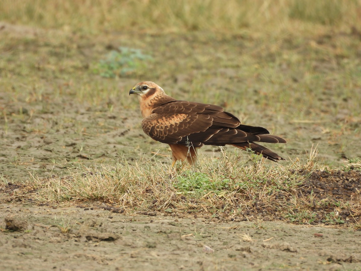 Montagu's Harrier - ML644019592