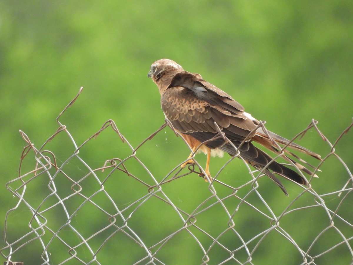 Montagu's Harrier - ML644019593
