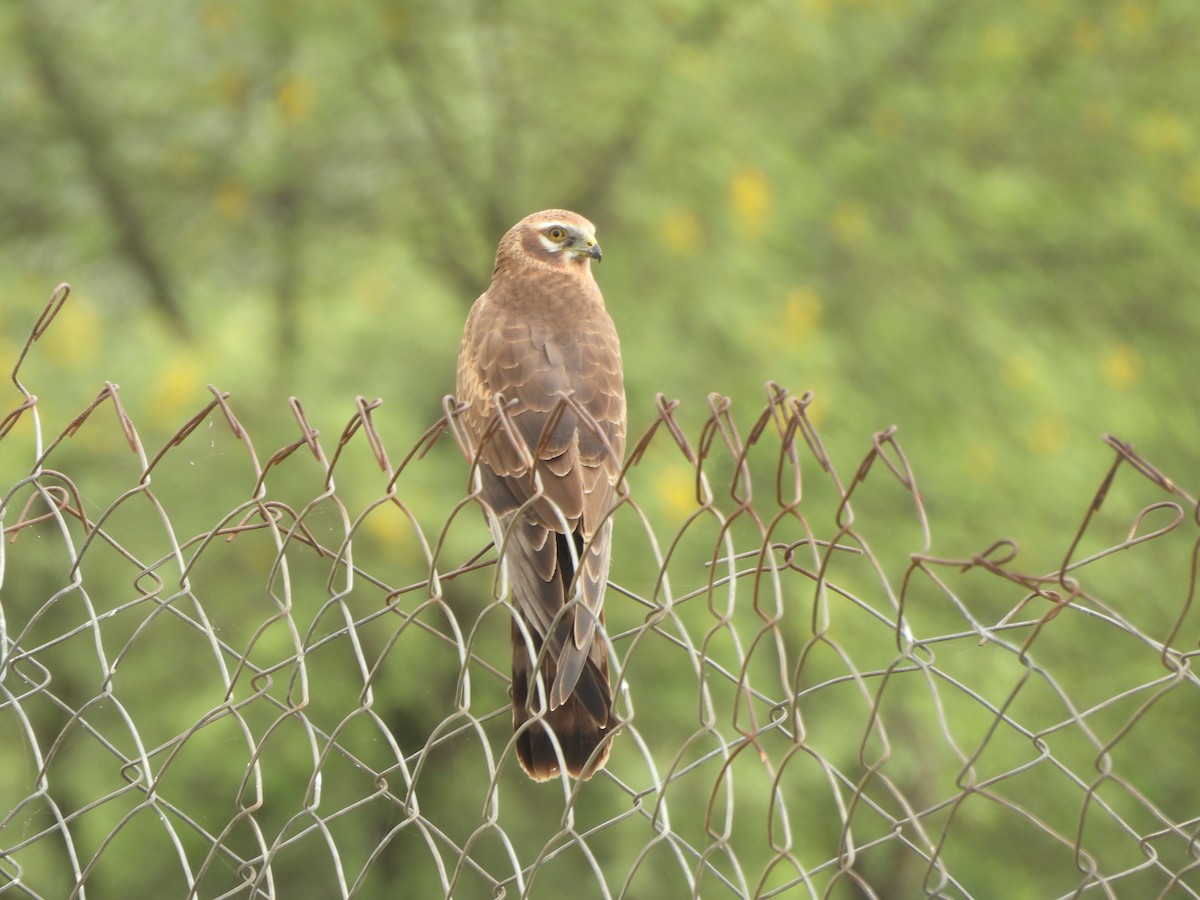 Montagu's Harrier - ML644019594