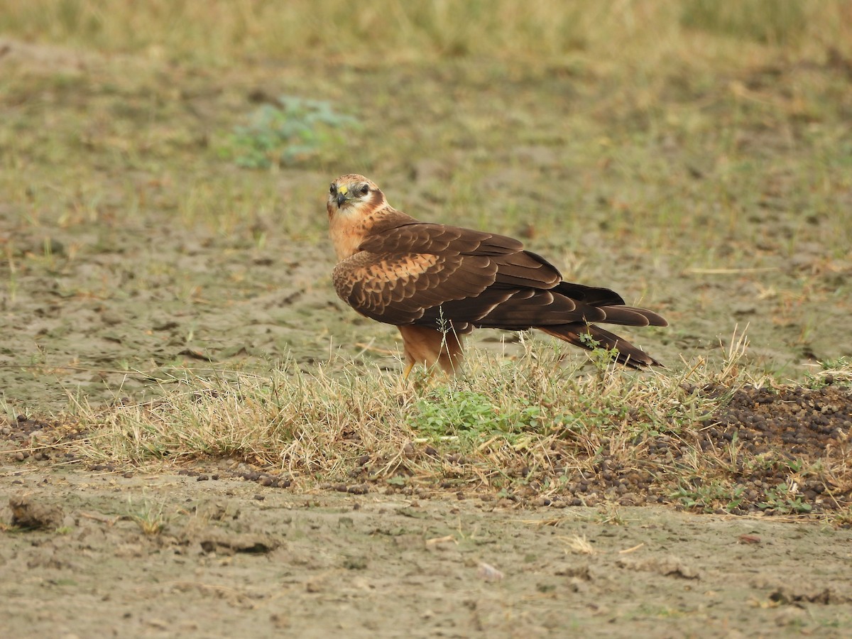 Montagu's Harrier - ML644019595