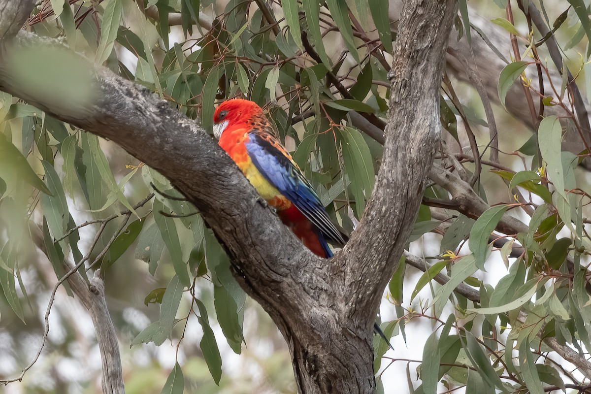Crimson x Eastern Rosella (hybrid) - ML644019605