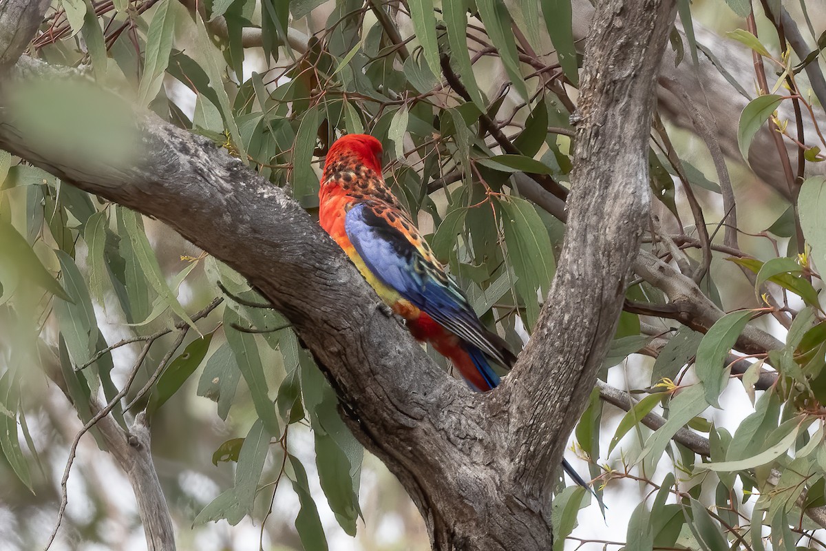 Crimson x Eastern Rosella (hybrid) - ML644019606