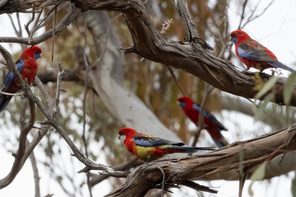 Crimson x Eastern Rosella (hybrid) - ML644019607