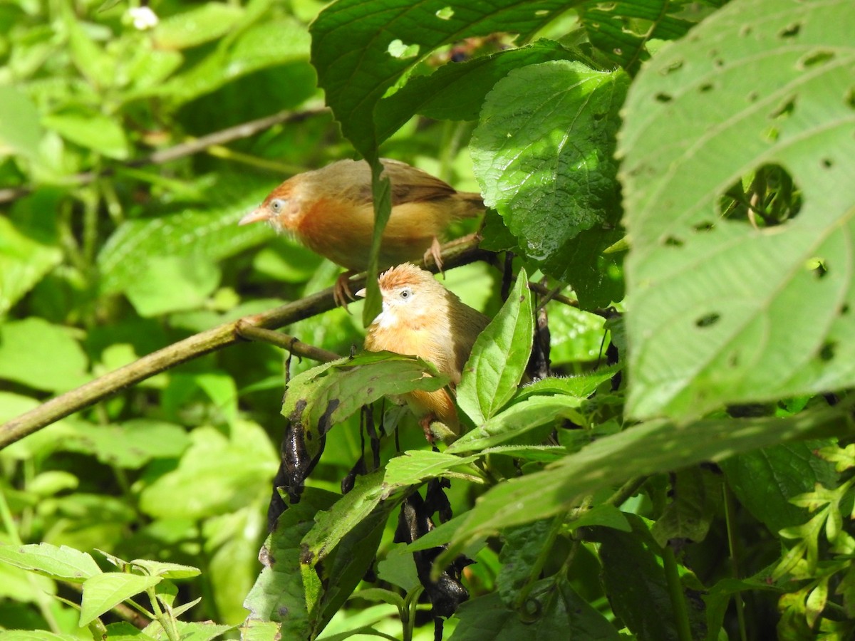 Tawny-bellied Babbler - ML644019609