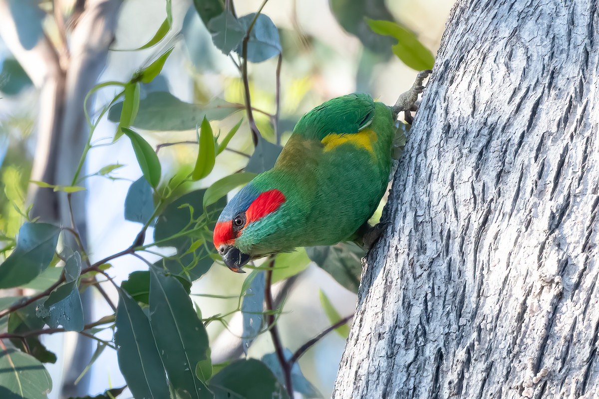 Musk Lorikeet - ML644019618