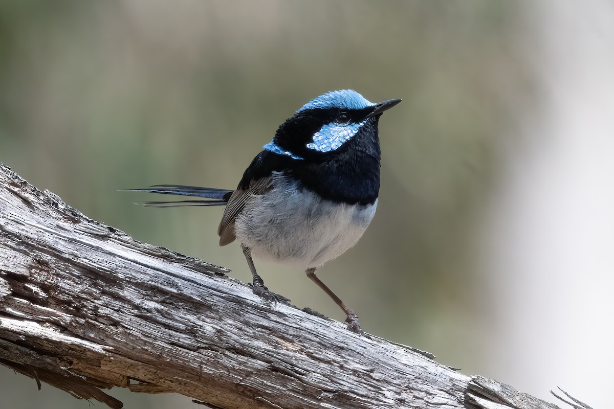 Superb Fairywren - ML644019624