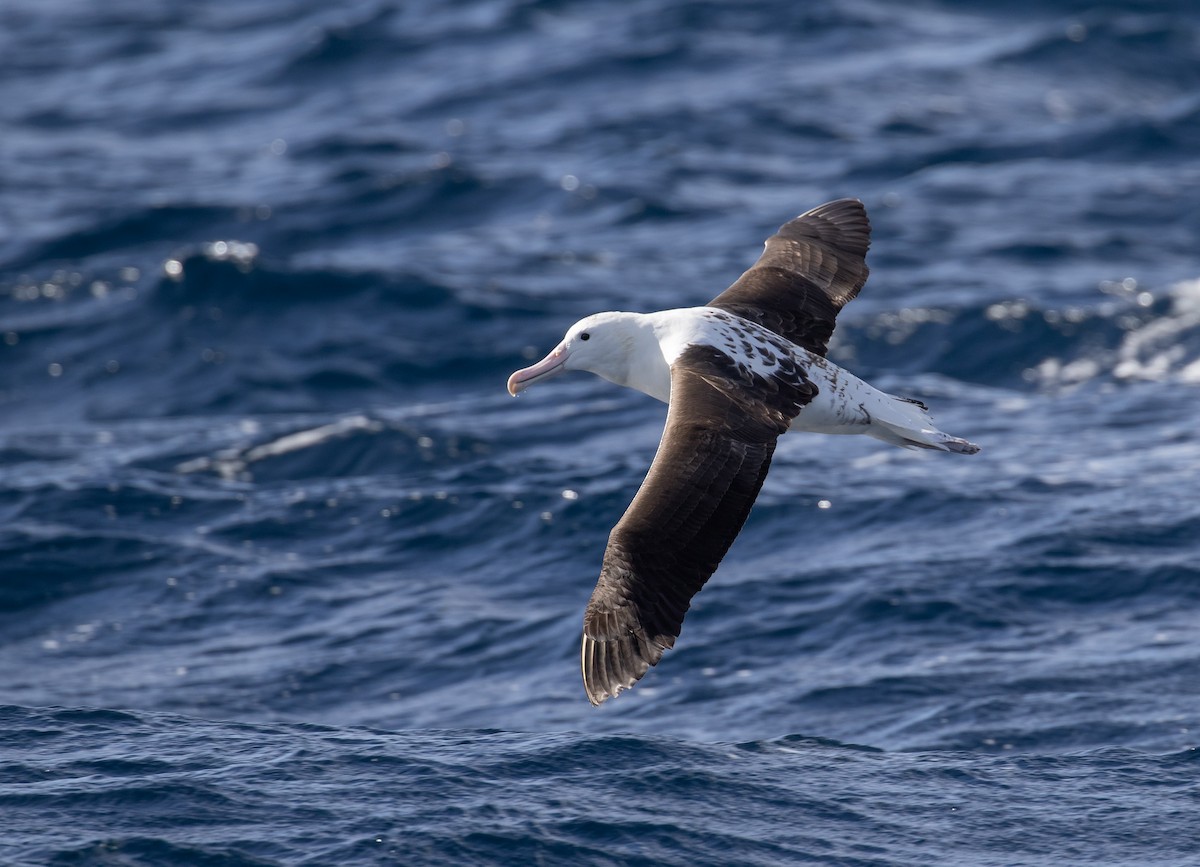 Albatros de Sanford - ML644019652