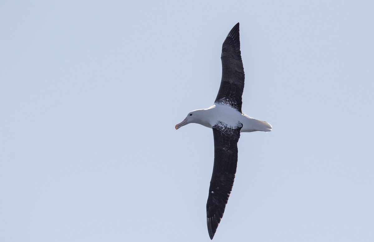 Albatros de Sanford - ML644019653