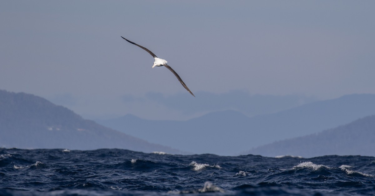 Albatros de Sanford - ML644019654