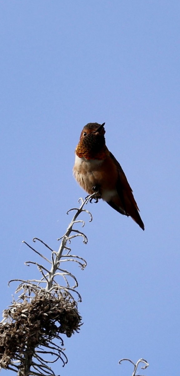 Allen's Hummingbird - ML644019655