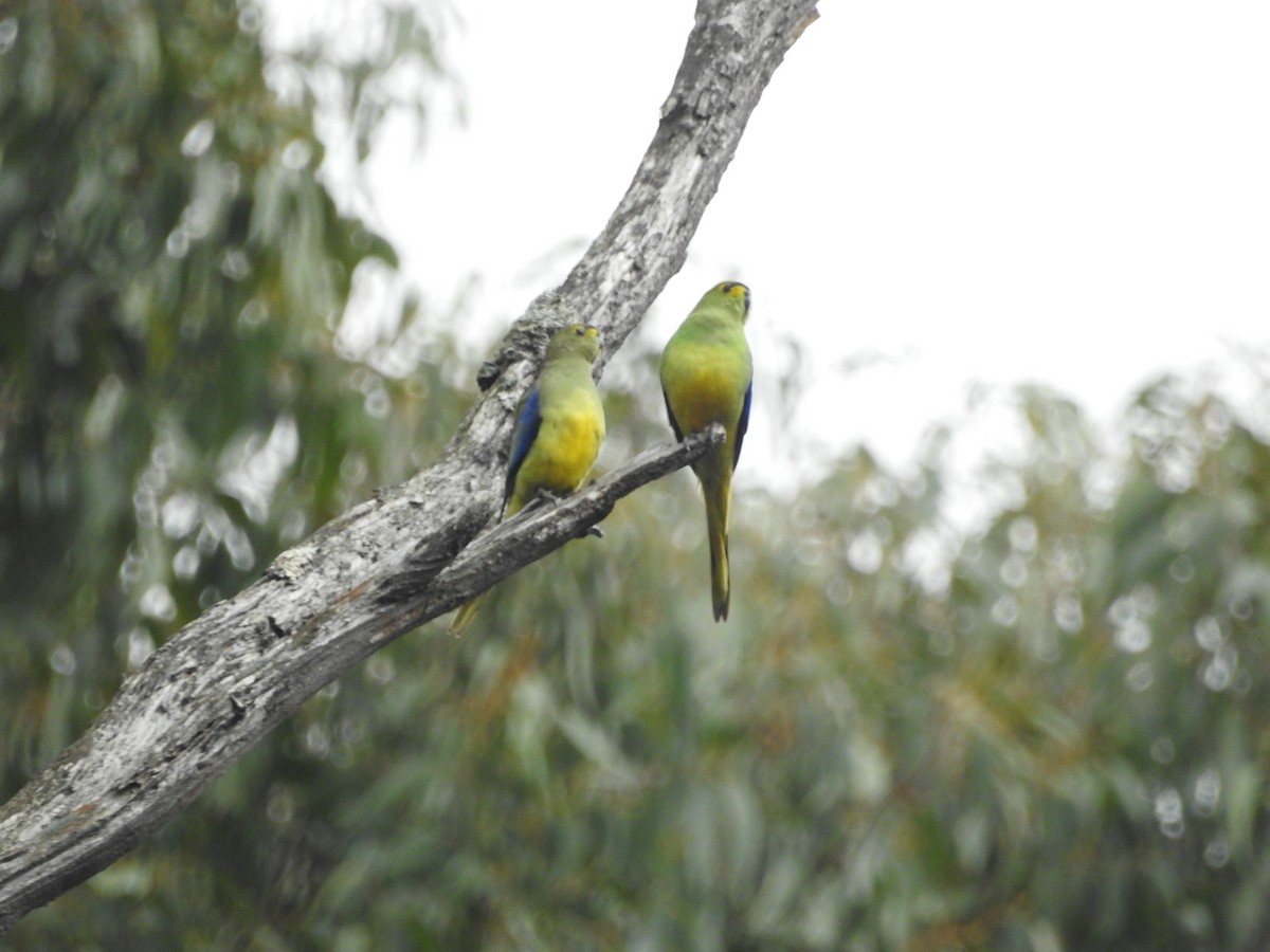 Папужка синьокрилий - ML644019656