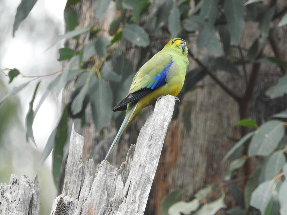 Папужка синьокрилий - ML644019657