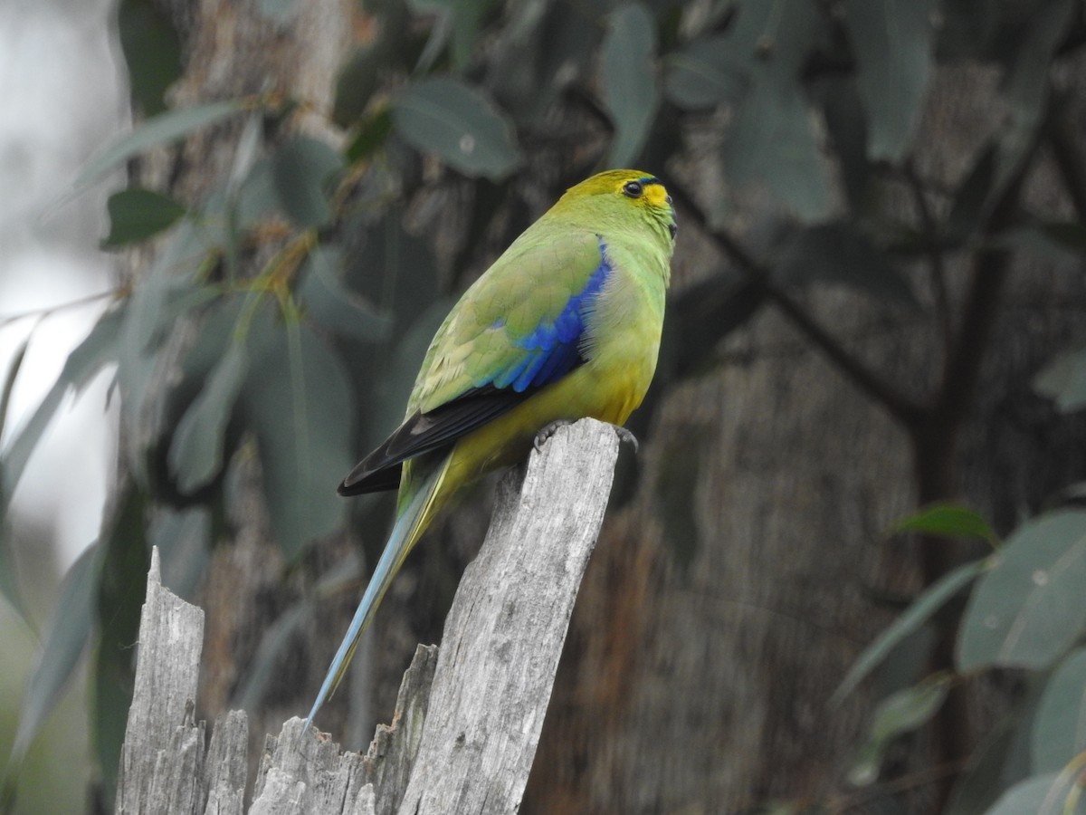 Папужка синьокрилий - ML644019658