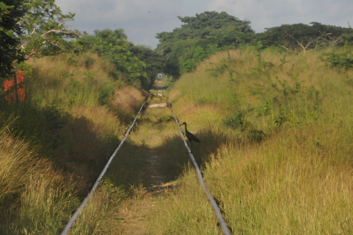 Limpkin - ML644019664