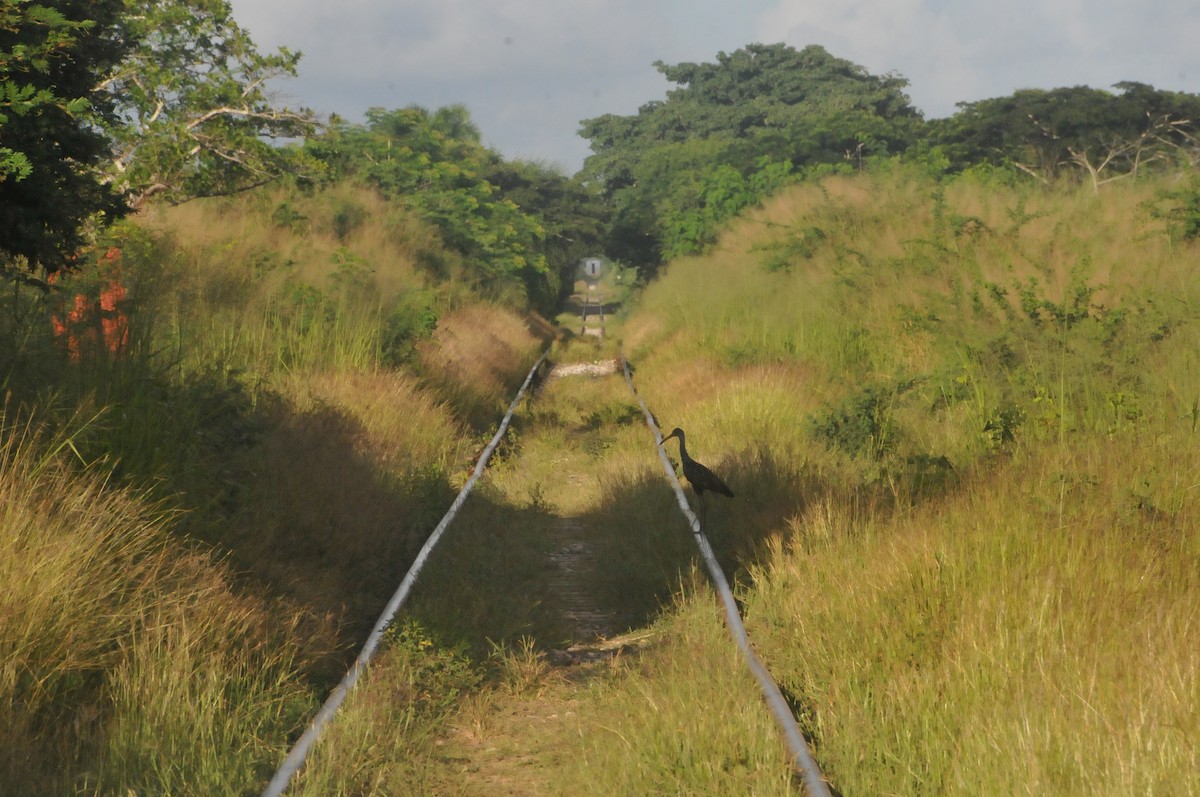 Limpkin - ML644019665