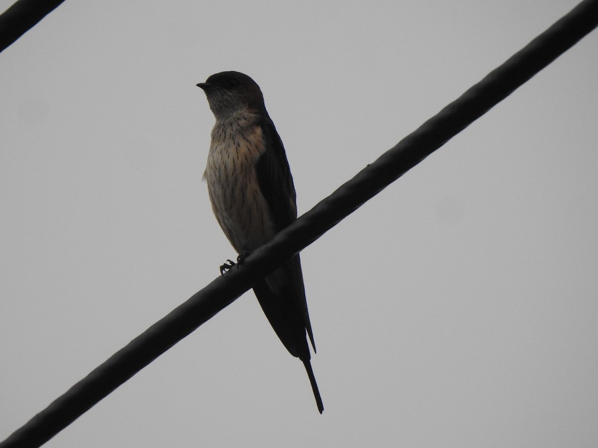 Eastern Red-rumped Swallow - ML644019674