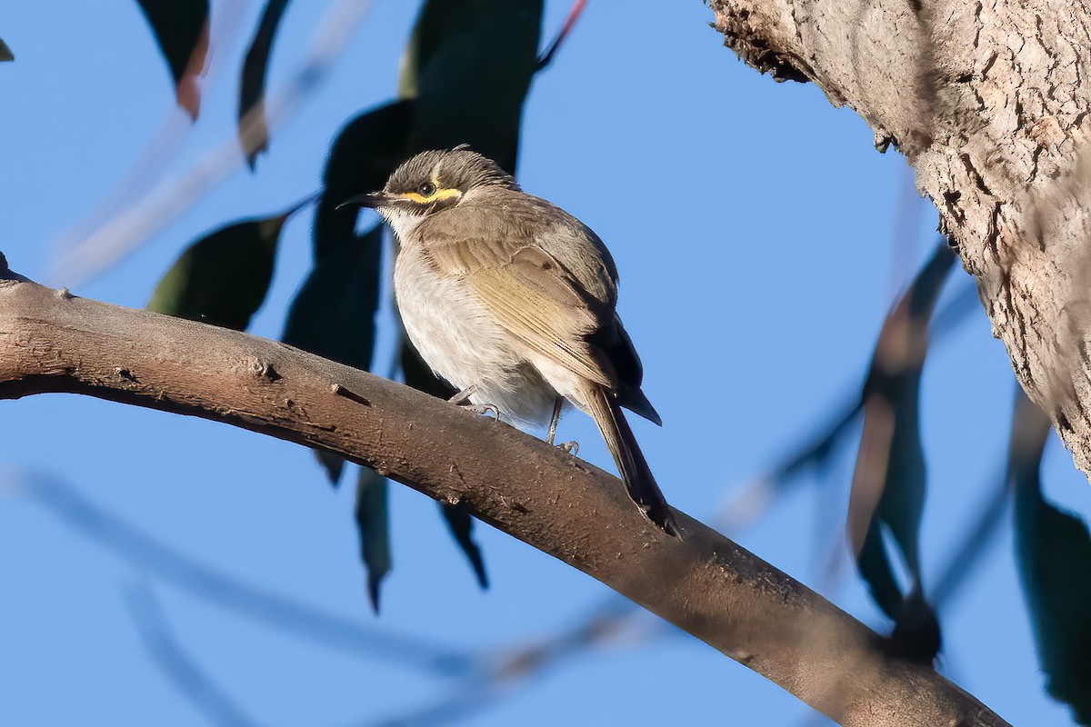 Yellow-faced Honeyeater - ML644019679