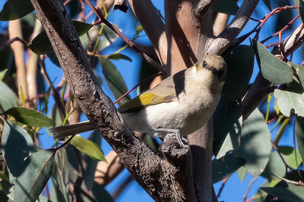 Fuscous Honeyeater - ML644019687