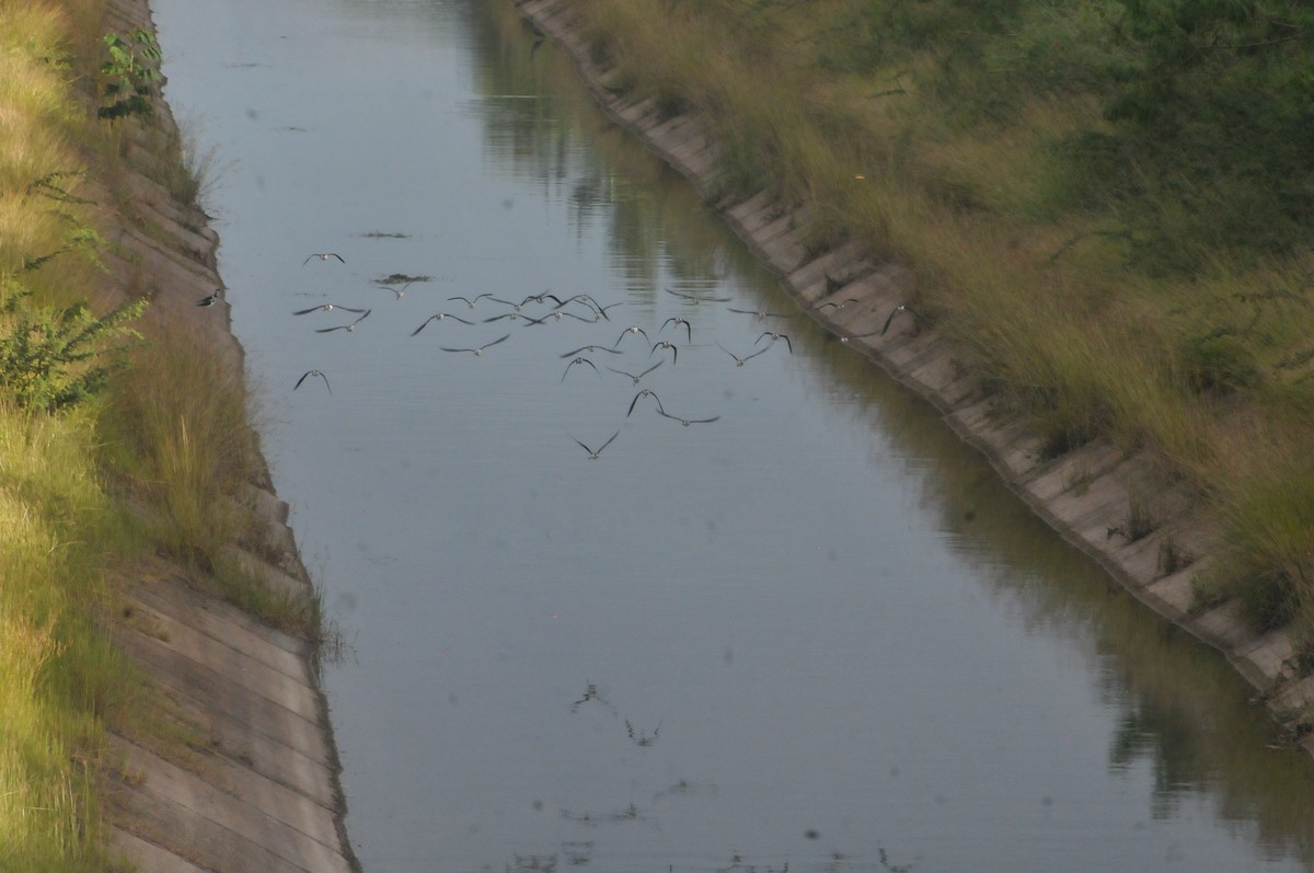 Black-necked Stilt - ML644019691